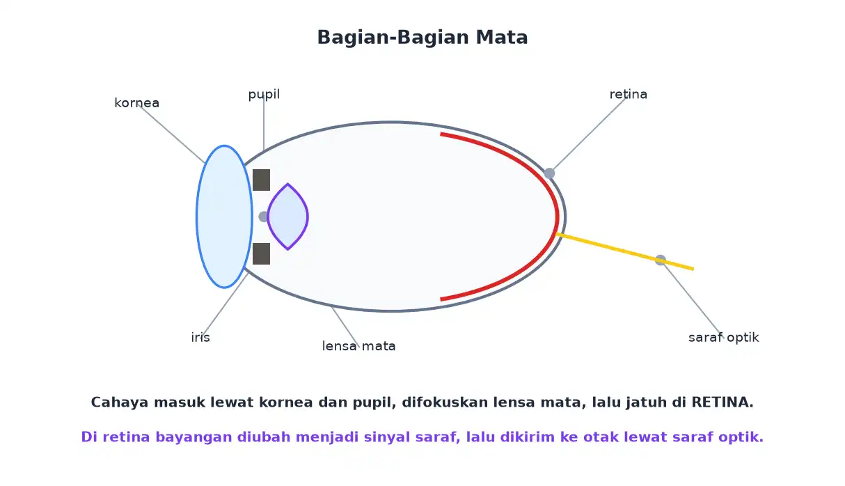 Bagian mata meliputi kornea pupil iris lensa mata retina dan saraf optik