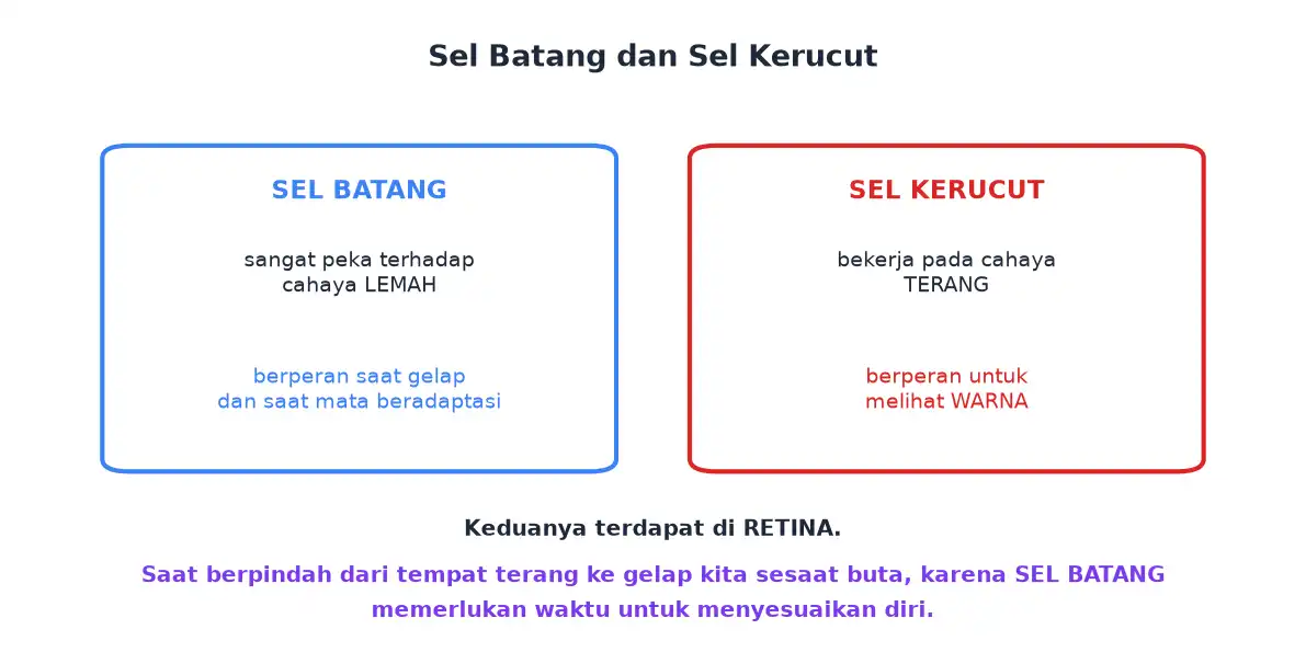 Sel batang bekerja pada cahaya redup sedangkan sel kerucut menangkap warna