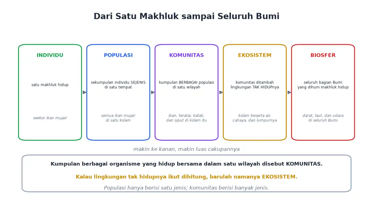 Tingkatan individu populasi komunitas ekosistem dan biosfer