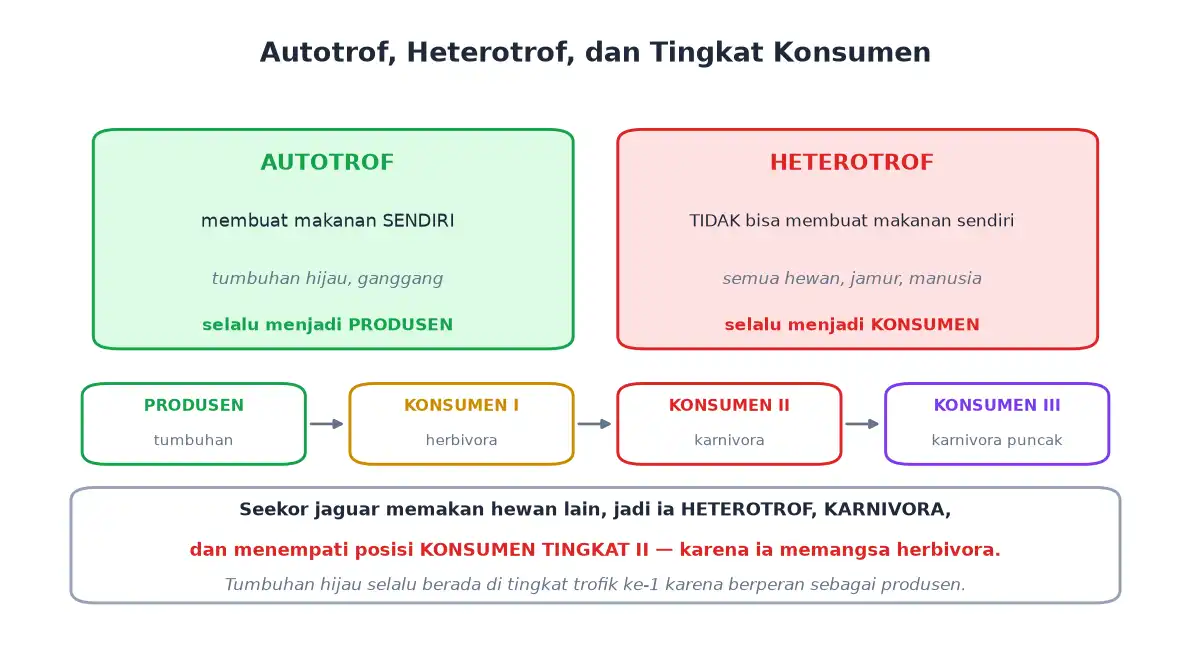 Autotrof dan heterotrof serta tingkatan konsumen I II dan III