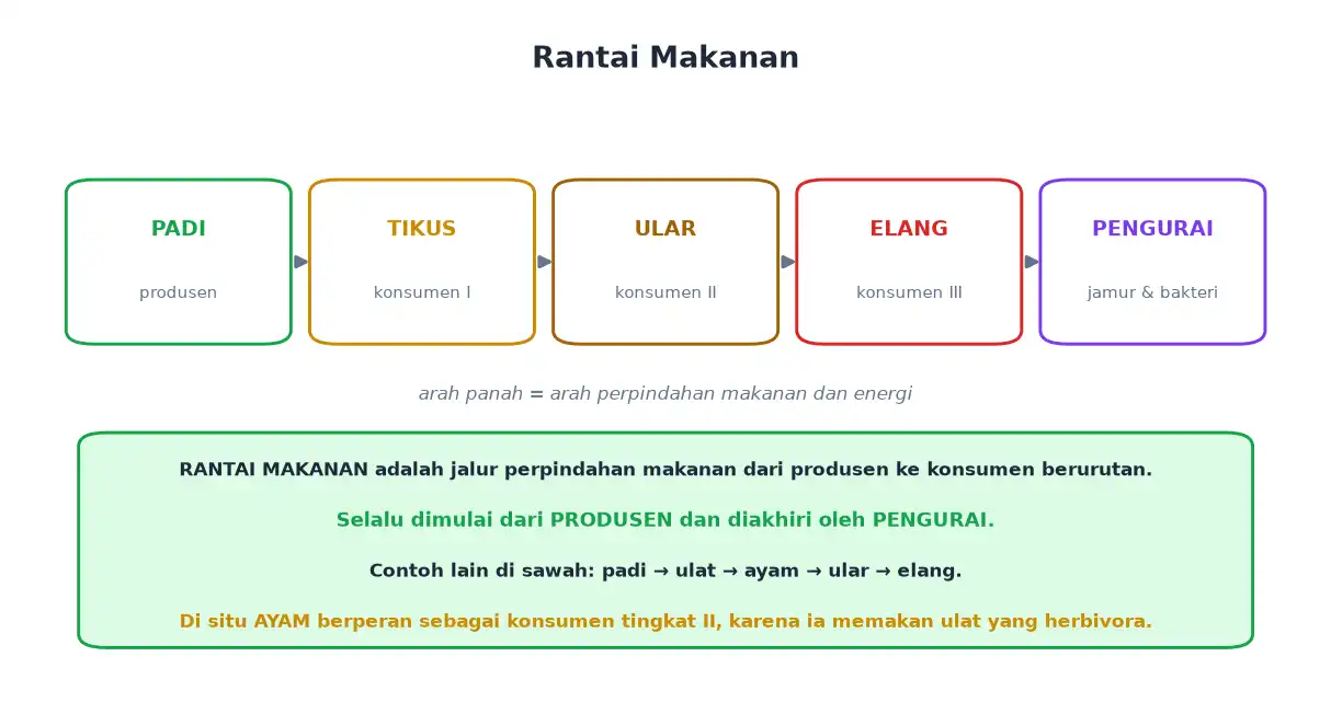 Rantai makanan padi tikus ular elang dan pengurai