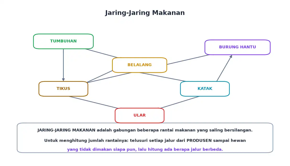 Jaring-jaring makanan tumbuhan belalang tikus katak ular dan burung hantu