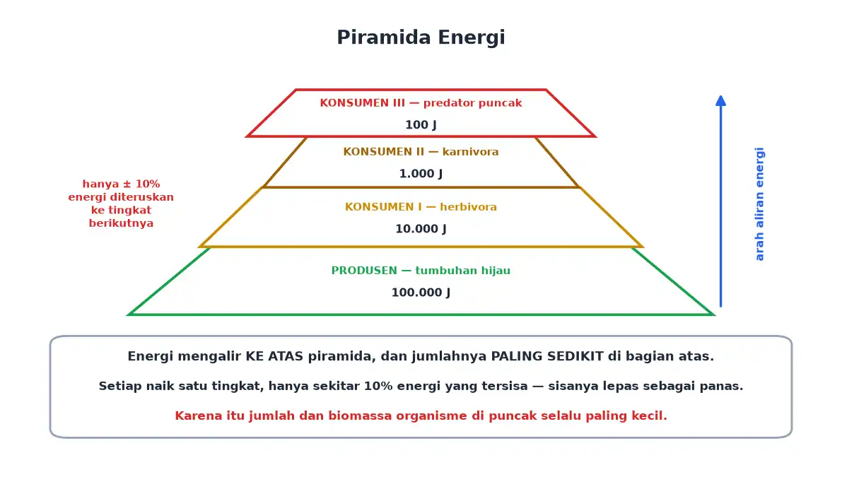 Piramida energi dari produsen 100000 joule sampai predator puncak 100 joule