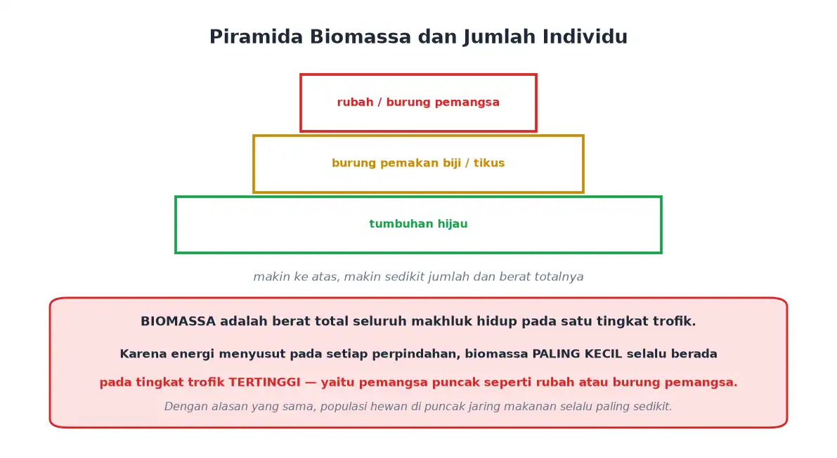 Piramida biomassa dengan tumbuhan hijau terbanyak dan pemangsa puncak paling sedikit