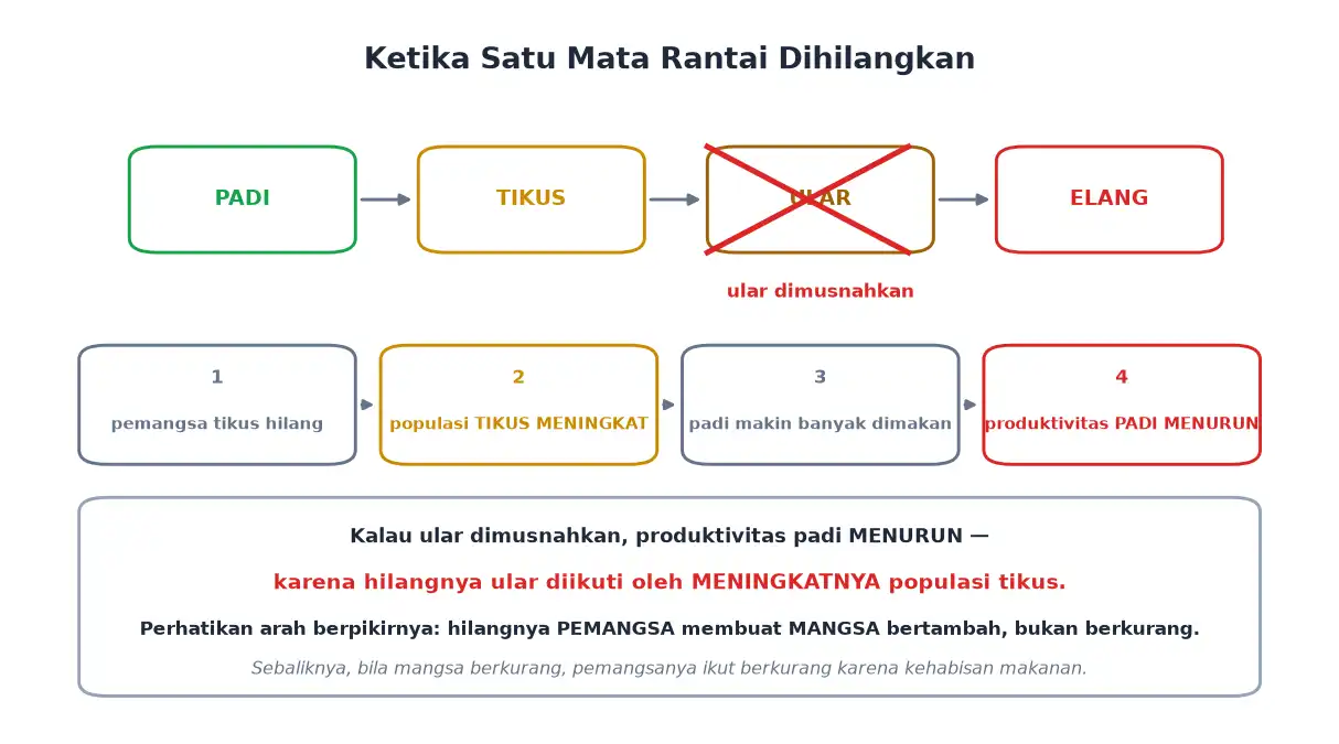 Rantai padi tikus ular elang dan akibat bila ular dimusnahkan