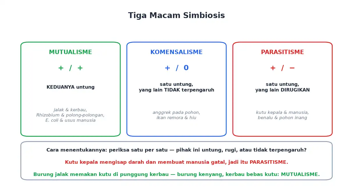 Simbiosis mutualisme komensalisme dan parasitisme beserta lambangnya