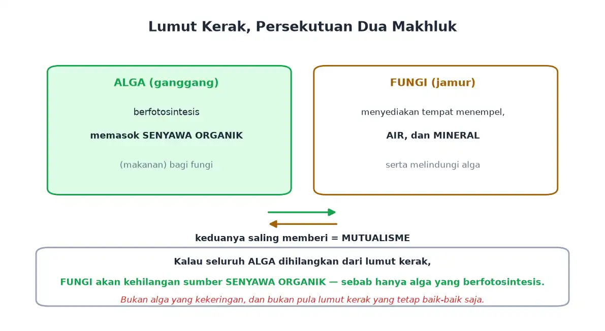 Lumut kerak sebagai simbiosis alga dan fungi