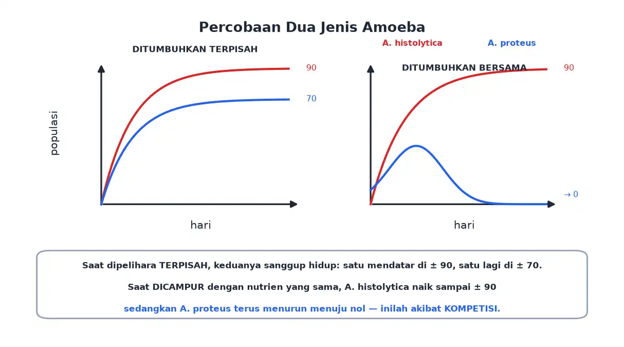 Grafik populasi dua jenis Amoeba saat dipelihara terpisah dan bersama