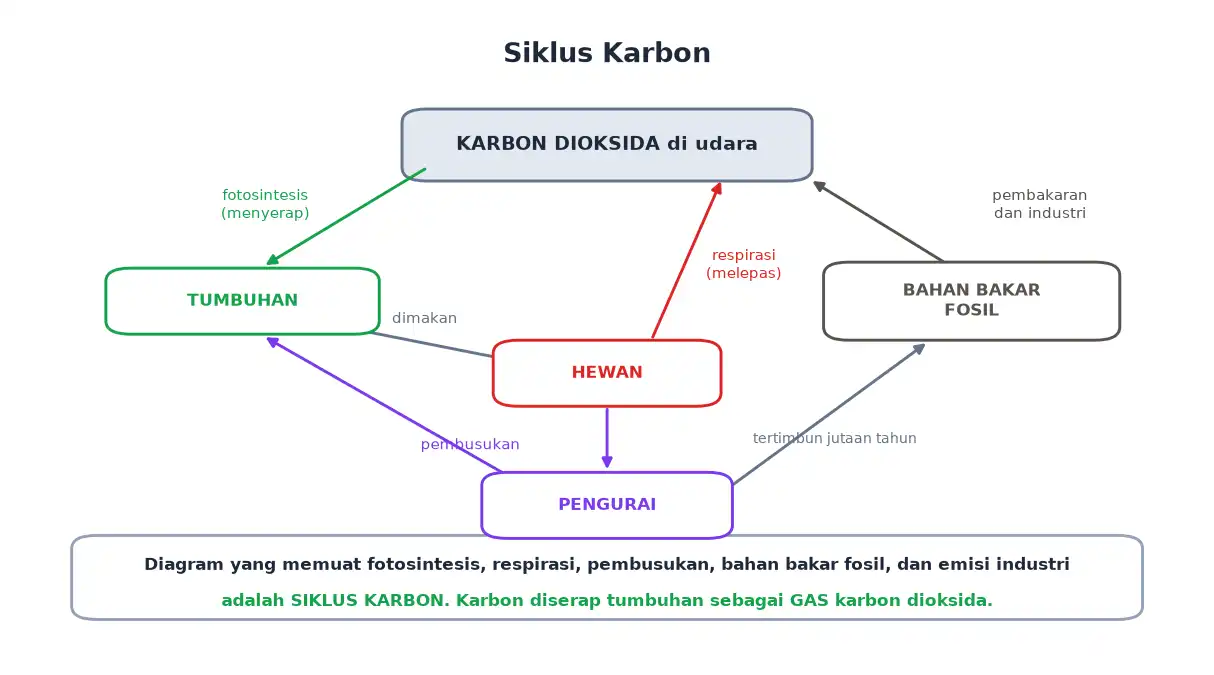 Siklus karbon lewat fotosintesis respirasi pembusukan dan pembakaran bahan bakar fosil