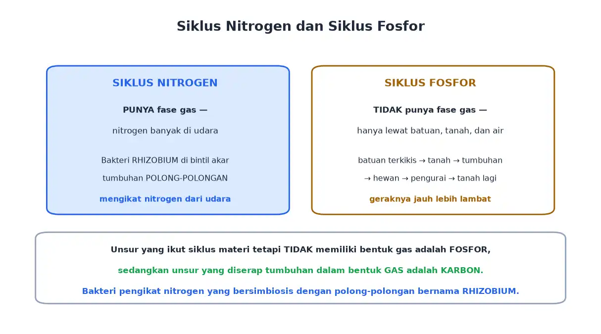 Perbandingan siklus nitrogen yang punya fase gas dengan siklus fosfor yang tidak