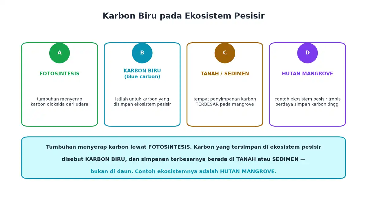 Tahapan fotosintesis karbon biru penyimpanan di sedimen dan hutan mangrove