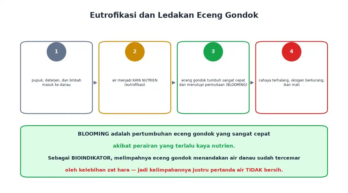 Tahapan eutrofikasi sampai blooming eceng gondok dan matinya ikan