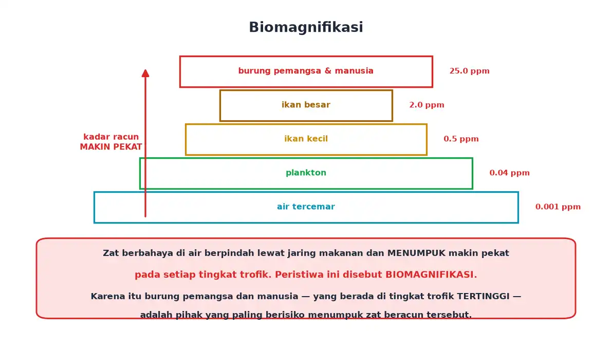 Kadar racun makin pekat dari air tercemar sampai burung pemangsa dan manusia