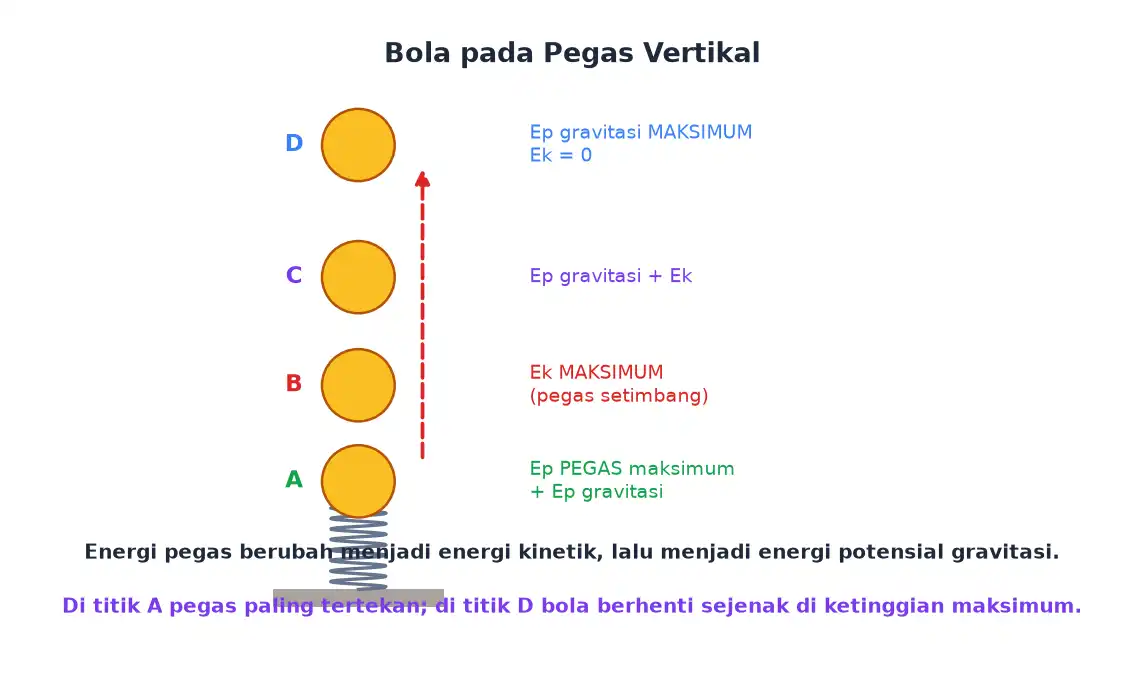 Bola ditekan pada pegas lalu dilepaskan hingga mencapai ketinggian maksimum