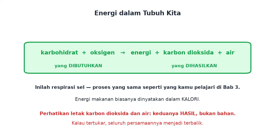 Persamaan respirasi karbohidrat ditambah oksigen menghasilkan energi karbon dioksida dan air