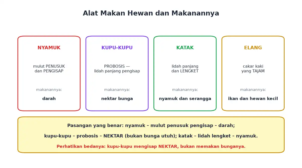 Alat makan nyamuk kupu-kupu katak dan elang beserta jenis makanannya