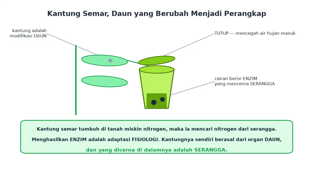 Kantung semar dengan tutup kantung dari daun dan cairan enzim pencerna serangga