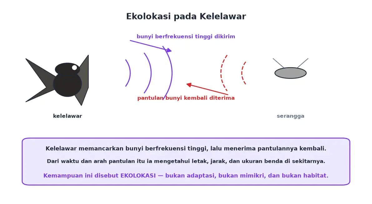 Kelelawar memancarkan bunyi frekuensi tinggi dan menerima pantulannya dari serangga