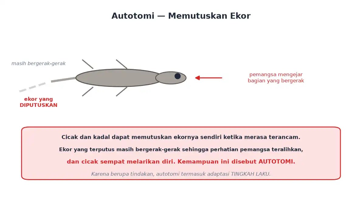 Cicak memutuskan ekornya yang masih bergerak untuk mengelabui pemangsa