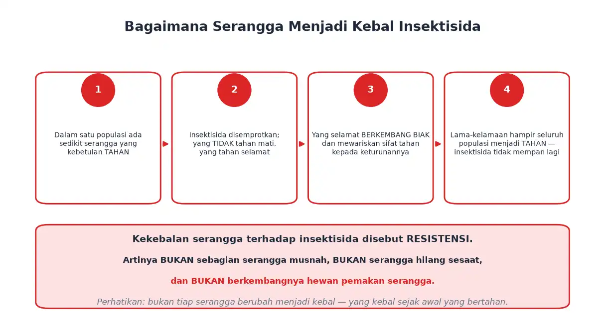 Empat tahap terbentuknya resistensi serangga terhadap insektisida