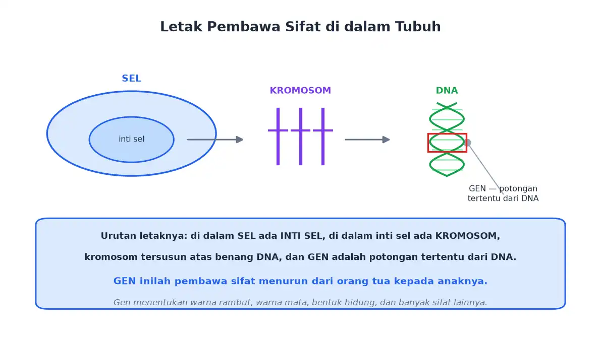Letak inti sel kromosom DNA dan gen di dalam sel