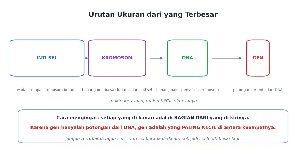 Urutan ukuran dari inti sel kromosom DNA sampai gen