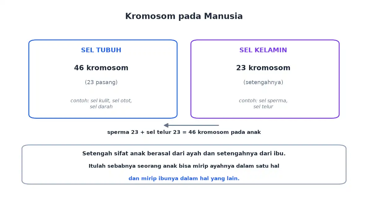 Jumlah kromosom sel tubuh 46 dan sel kelamin 23 pada manusia