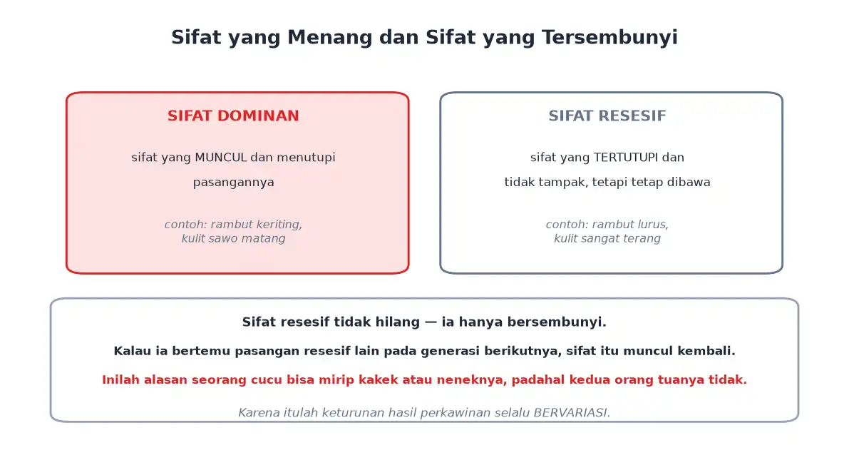 Perbandingan sifat dominan yang muncul dengan sifat resesif yang tersembunyi