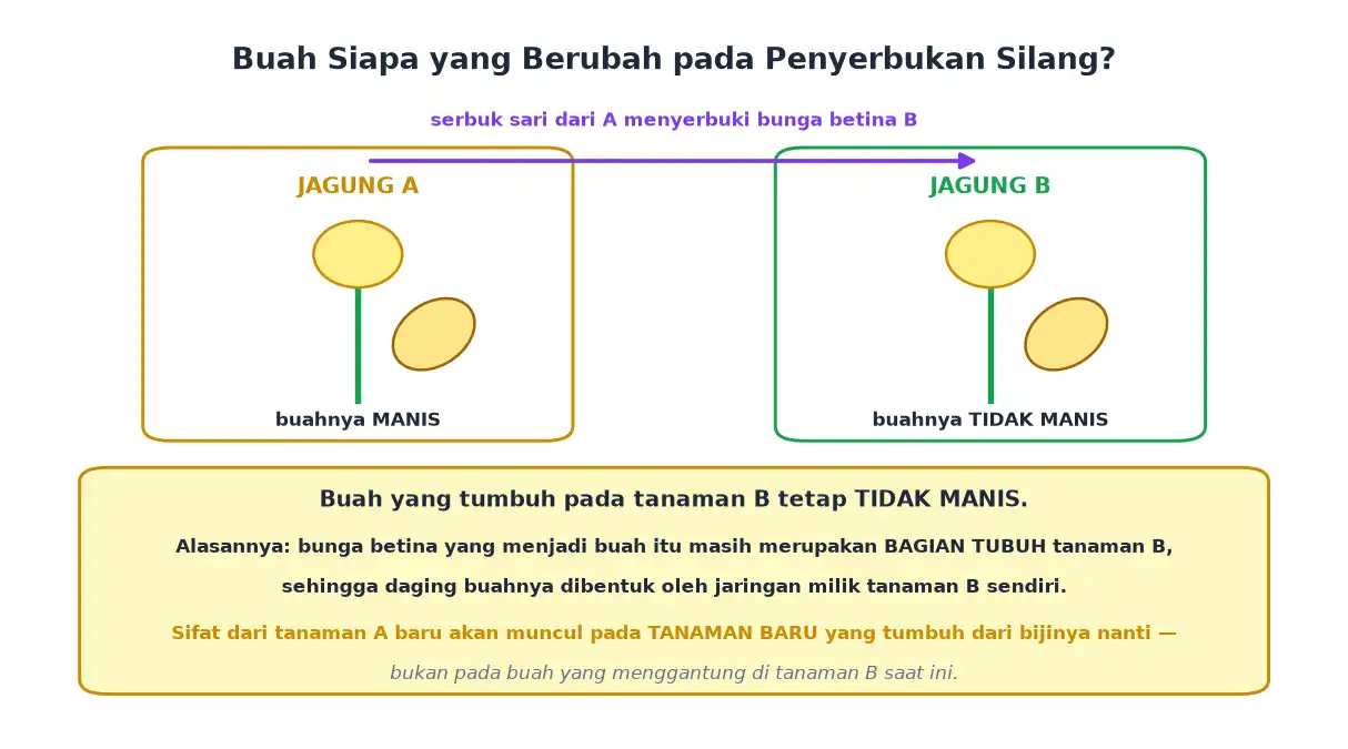 Serbuk sari jagung manis menyerbuki bunga betina jagung tidak manis