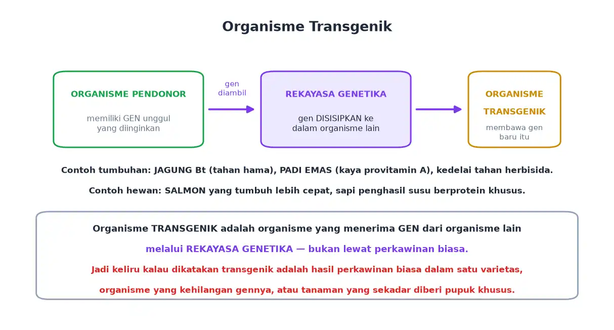 Proses penyisipan gen dari organisme pendonor menghasilkan organisme transgenik