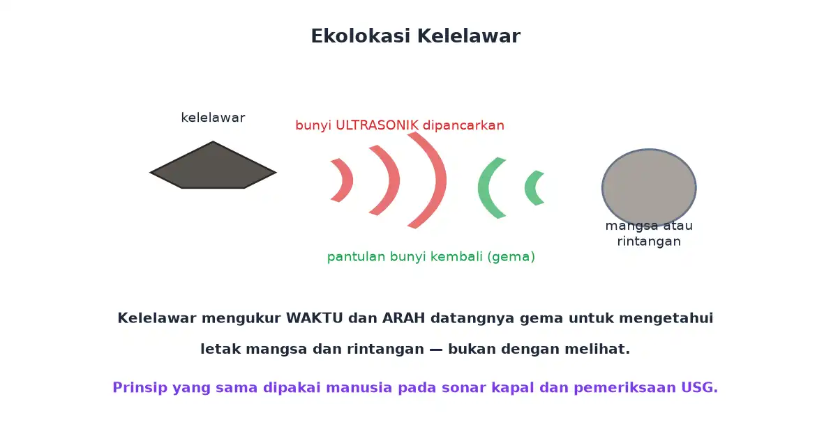 Kelelawar memancarkan bunyi ultrasonik dan menerima pantulannya untuk menemukan mangsa