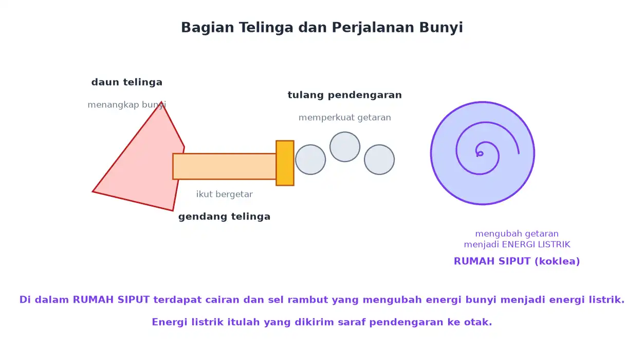 Perjalanan bunyi dari daun telinga gendang telinga tulang pendengaran sampai rumah siput