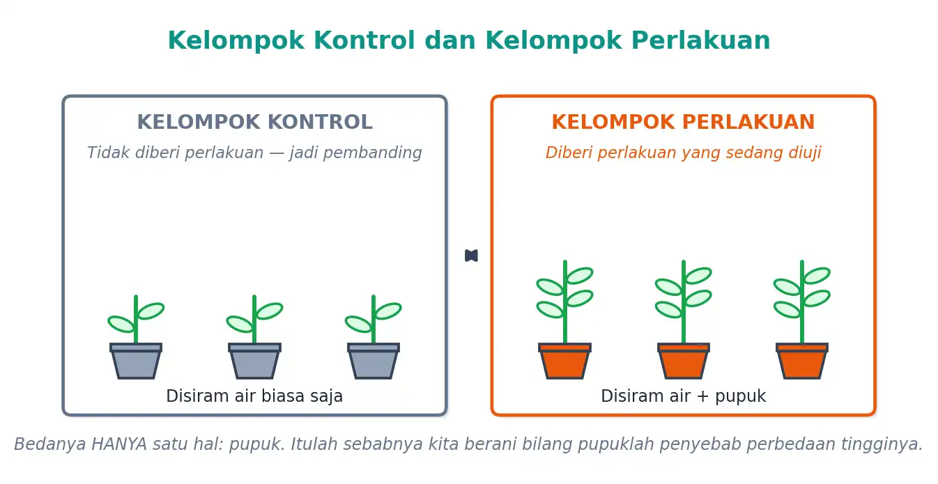 Perbandingan kelompok kontrol tanpa pupuk dan kelompok perlakuan dengan pupuk