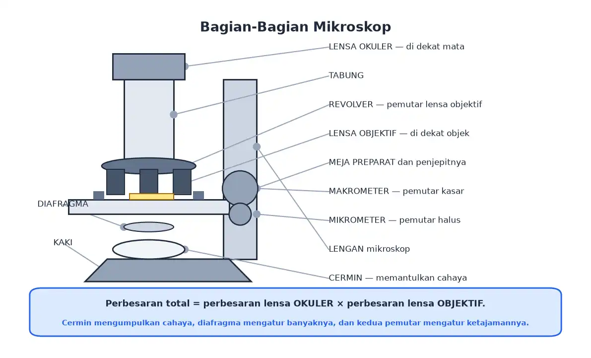 Bagian mikroskop lensa okuler tabung revolver lensa objektif meja preparat dan cermin