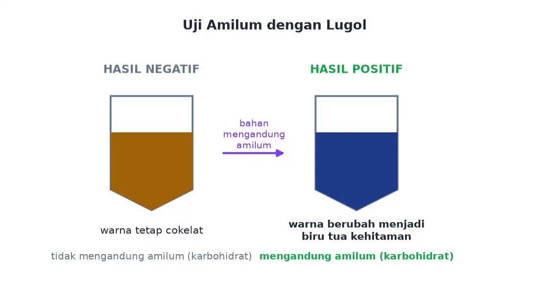 Tabung reaksi berisi larutan Lugol cokelat pada hasil negatif dan biru tua kehitaman pada hasil positif amilum