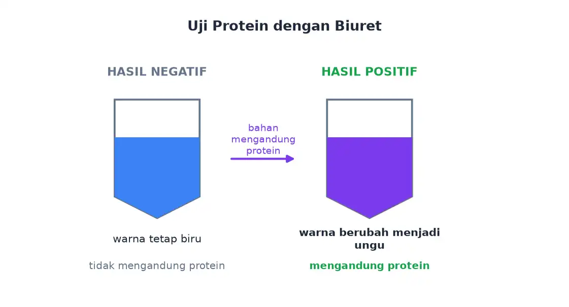 Tabung reaksi berisi Biuret biru pada hasil negatif dan ungu pada hasil positif protein