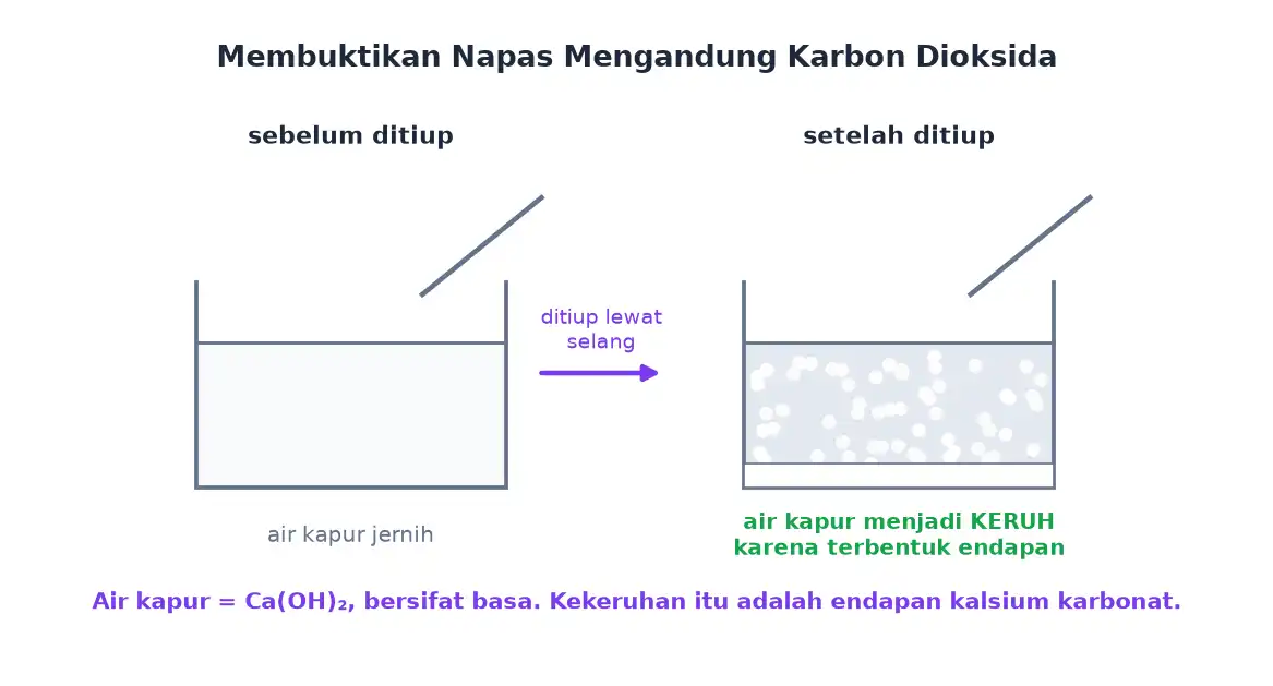 Air kapur jernih sebelum ditiup dan menjadi keruh setelah ditiup melalui selang