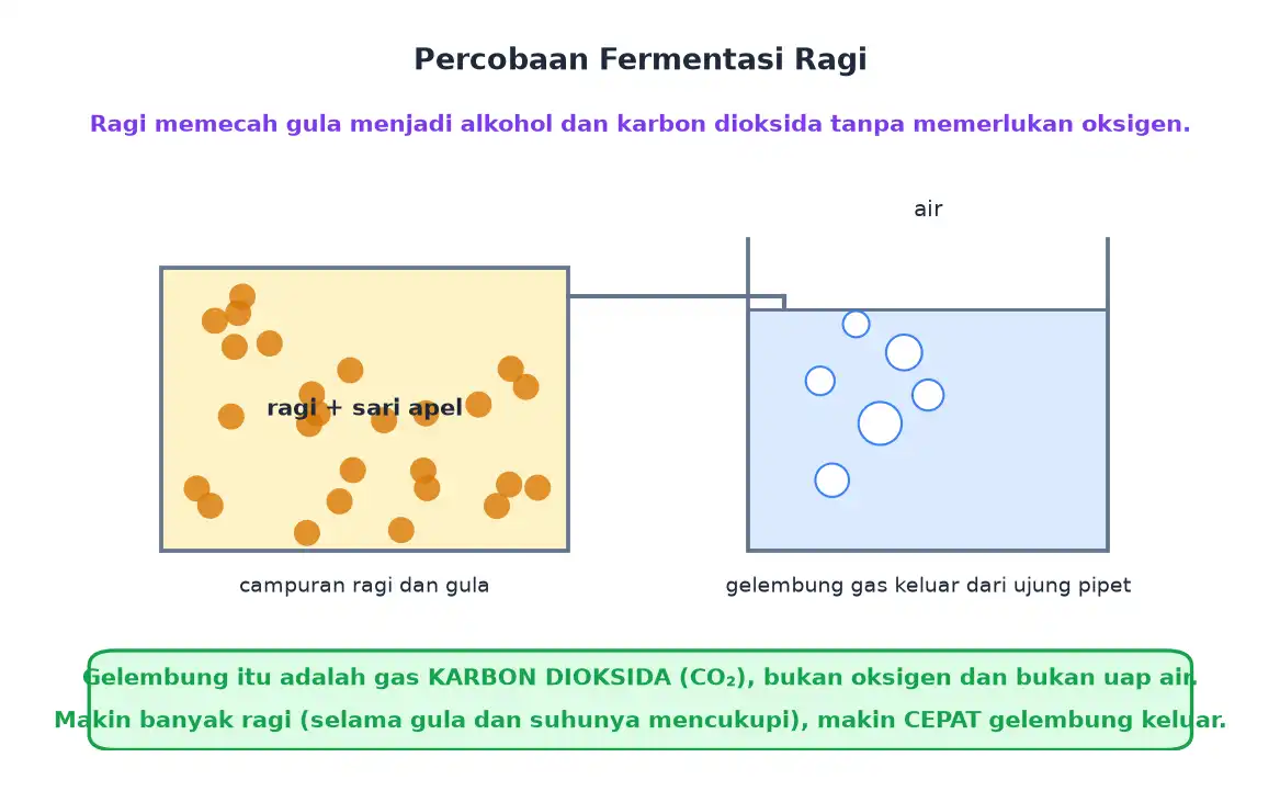 Wadah berisi ragi dan sari apel dihubungkan pipa ke gelas berisi air sehingga muncul gelembung gas