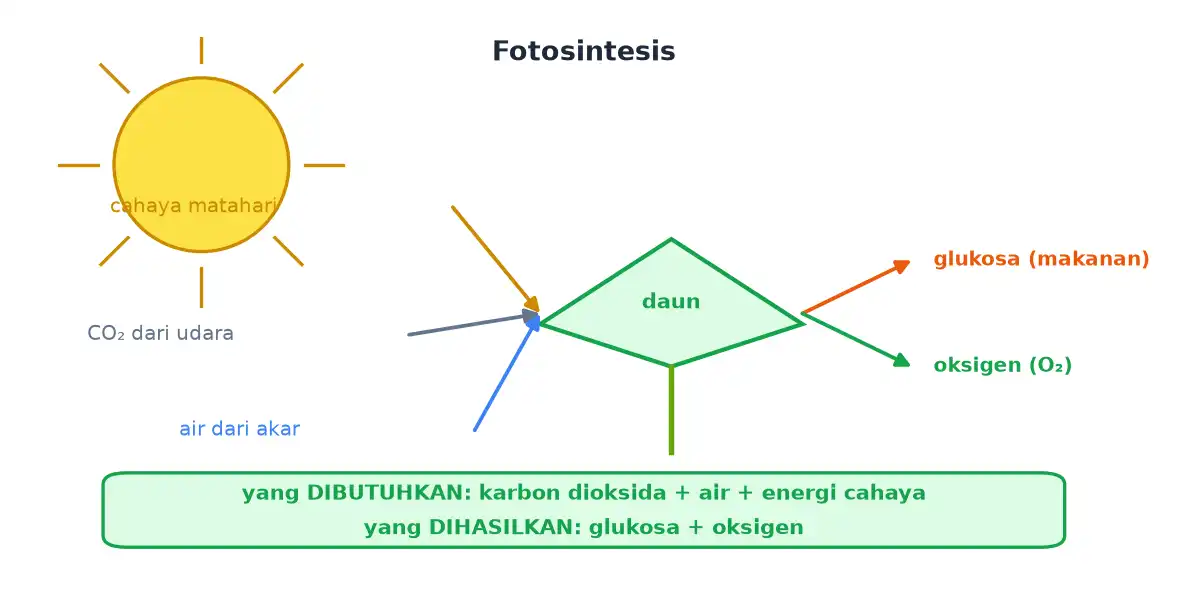 Daun menerima karbon dioksida air dan cahaya matahari lalu menghasilkan glukosa dan oksigen