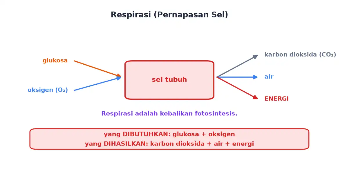 Sel tubuh menerima glukosa dan oksigen lalu menghasilkan karbon dioksida air dan energi
