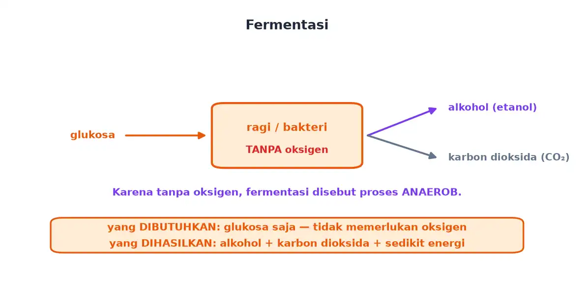 Ragi atau bakteri tanpa oksigen mengubah glukosa menjadi alkohol dan karbon dioksida