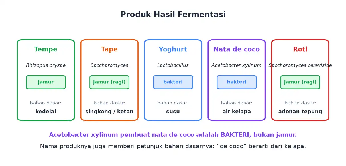 Lima produk fermentasi yaitu tempe tape yoghurt nata de coco dan roti beserta mikroorganisme dan bahan dasarnya
