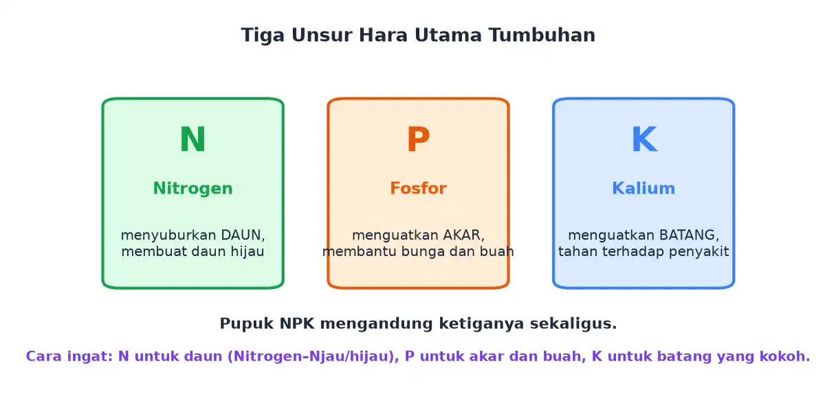 Tiga unsur hara utama nitrogen fosfor dan kalium beserta fungsinya bagi tumbuhan