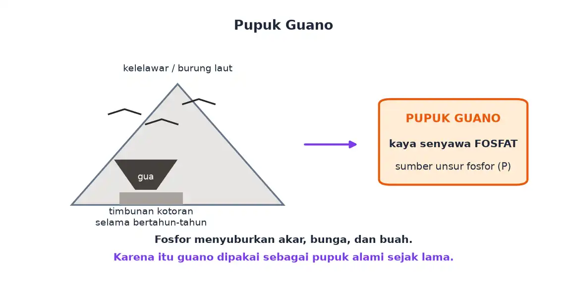 Timbunan kotoran kelelawar dan burung laut di gua menjadi pupuk guano yang kaya fosfat