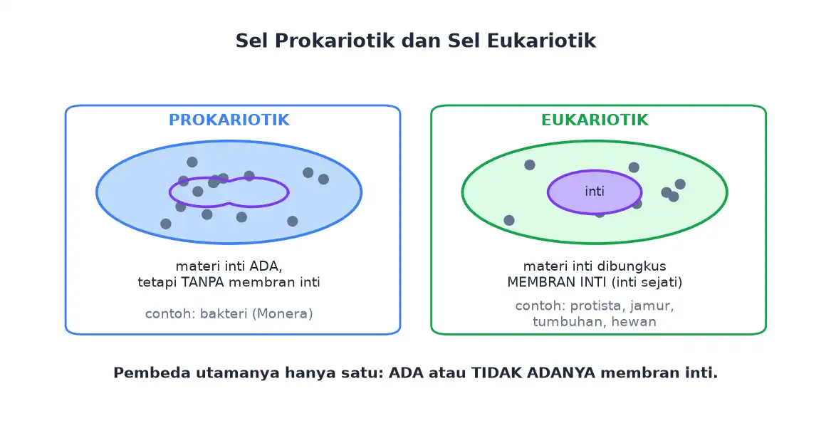 Perbedaan sel prokariotik tanpa membran inti dan sel eukariotik berinti sejati