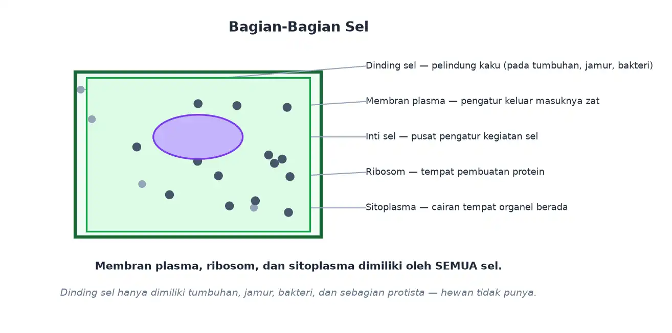Bagian sel meliputi dinding sel membran plasma inti ribosom dan sitoplasma
