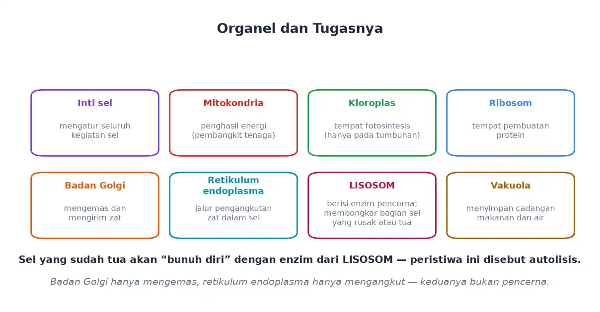 Delapan organel sel beserta tugasnya masing-masing