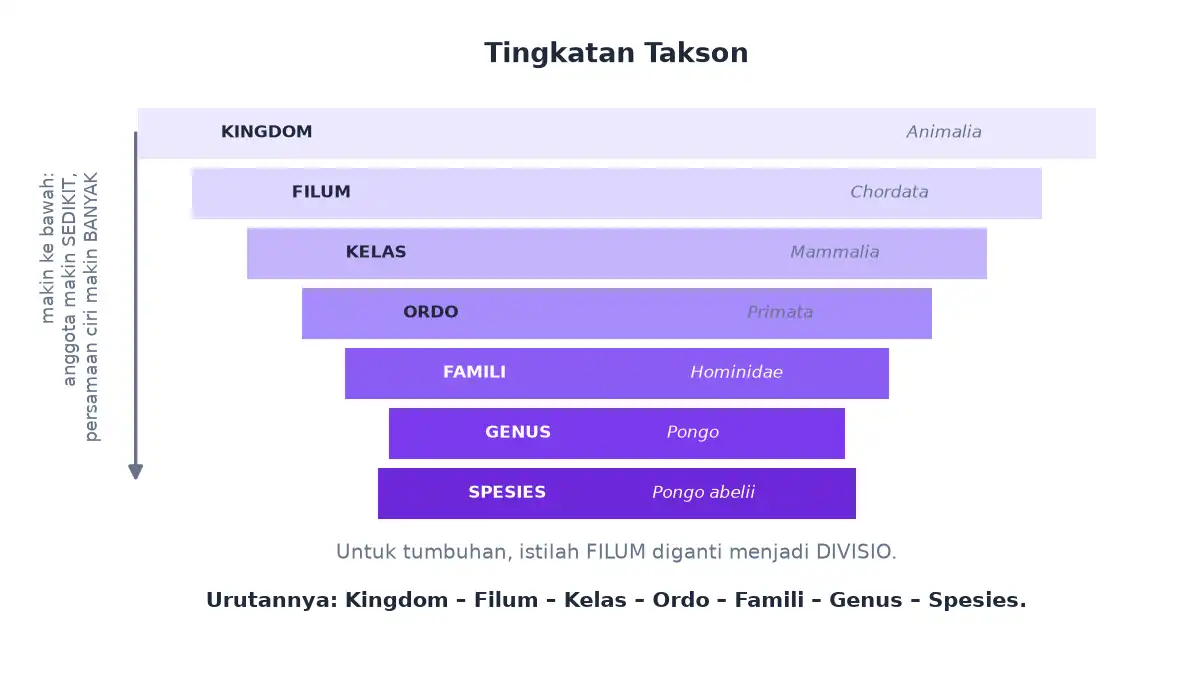 Urutan takson dari kingdom sampai spesies dengan contoh orang utan