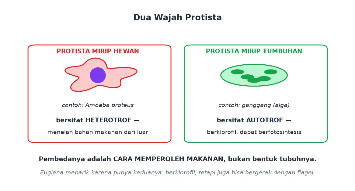 Protista mirip hewan bersifat heterotrof dan protista mirip tumbuhan bersifat autotrof