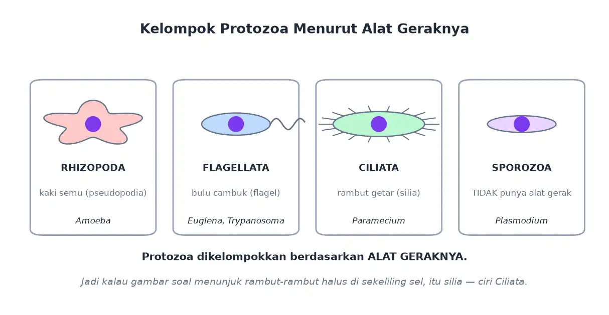 Empat kelompok protozoa berdasarkan alat gerak rhizopoda flagellata ciliata dan sporozoa